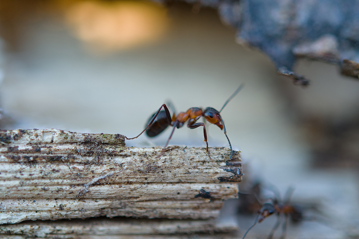 Pest Control in Baltimore, MD: Complete Home Solutions