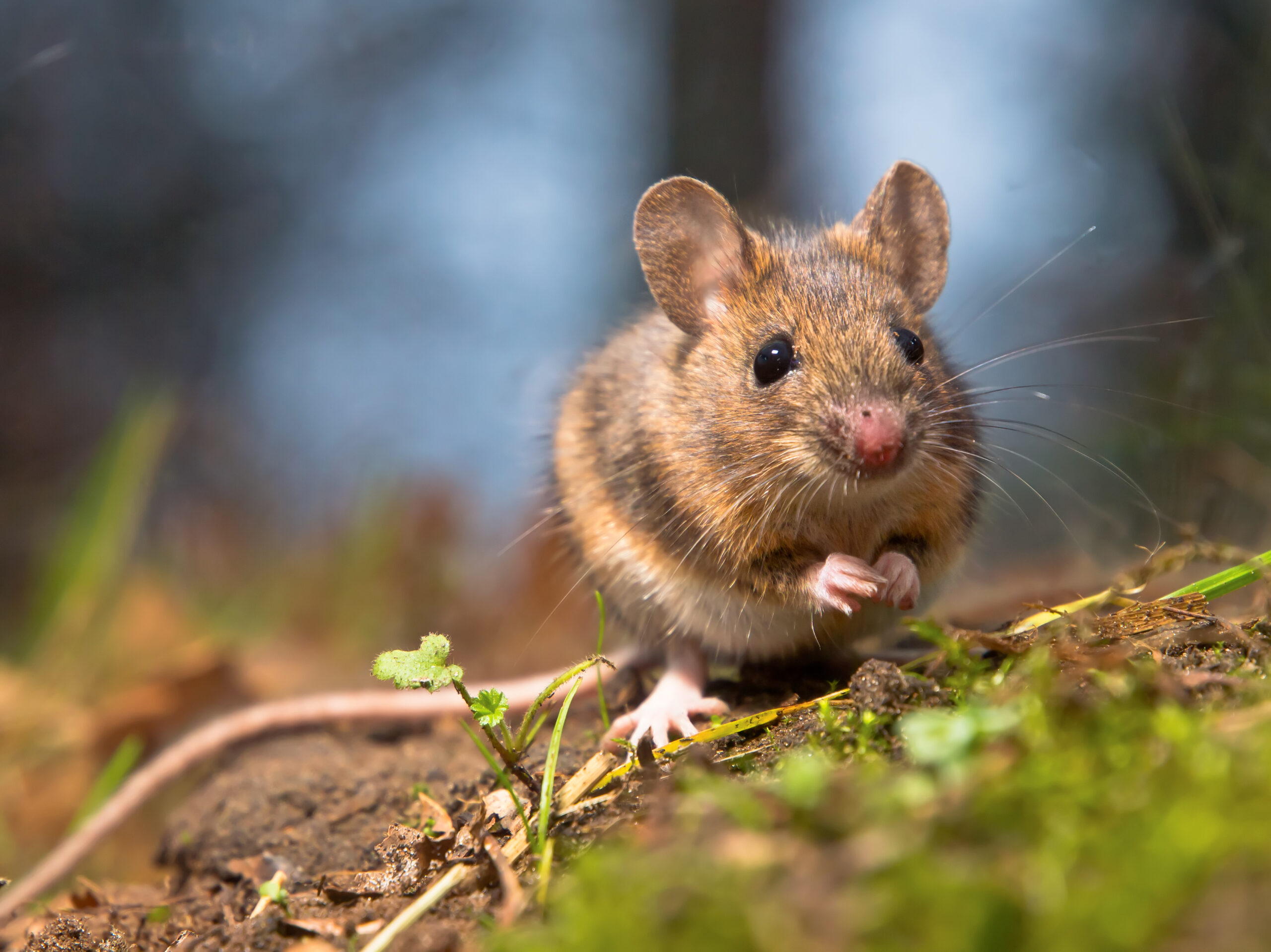 Mice & Rat Control in Hanover, MD: Treatment Process