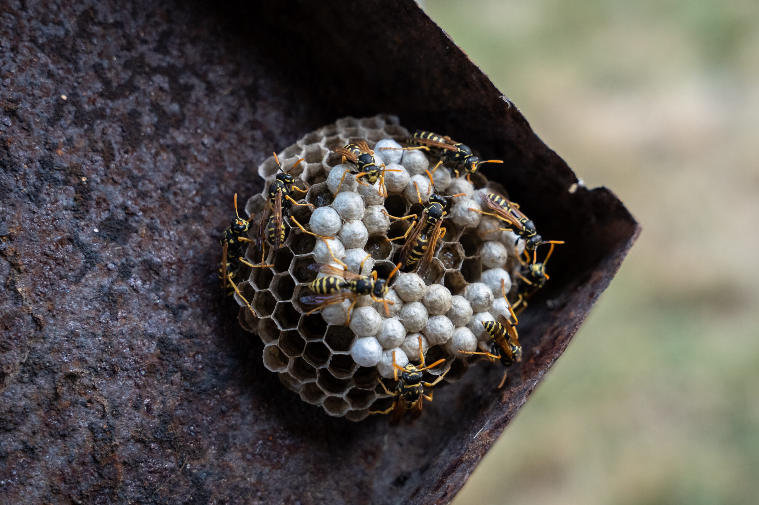 Pest Control in Anne Arundel County, MD: Local Experts