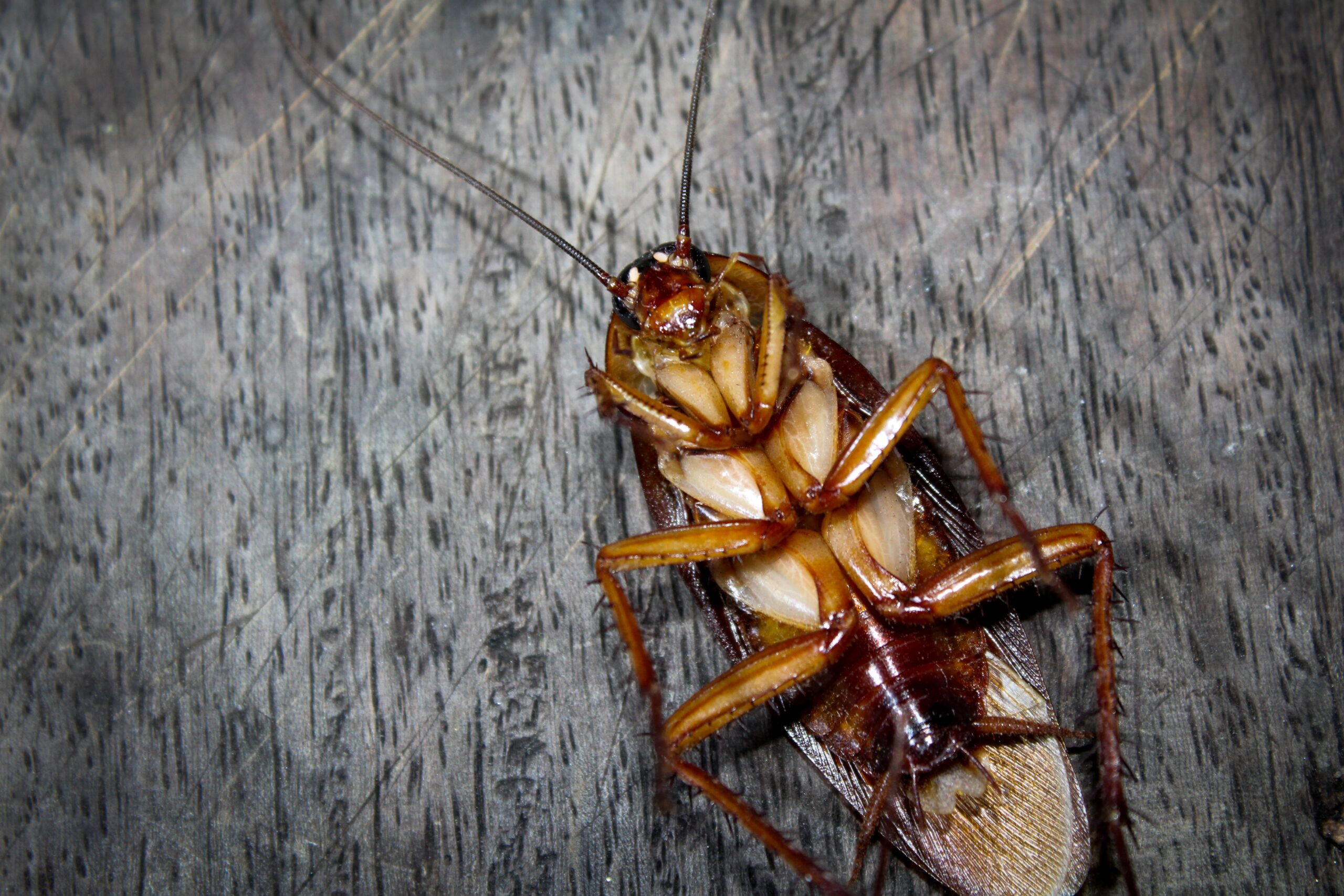 Roach Infestation Help in Howard County, MD