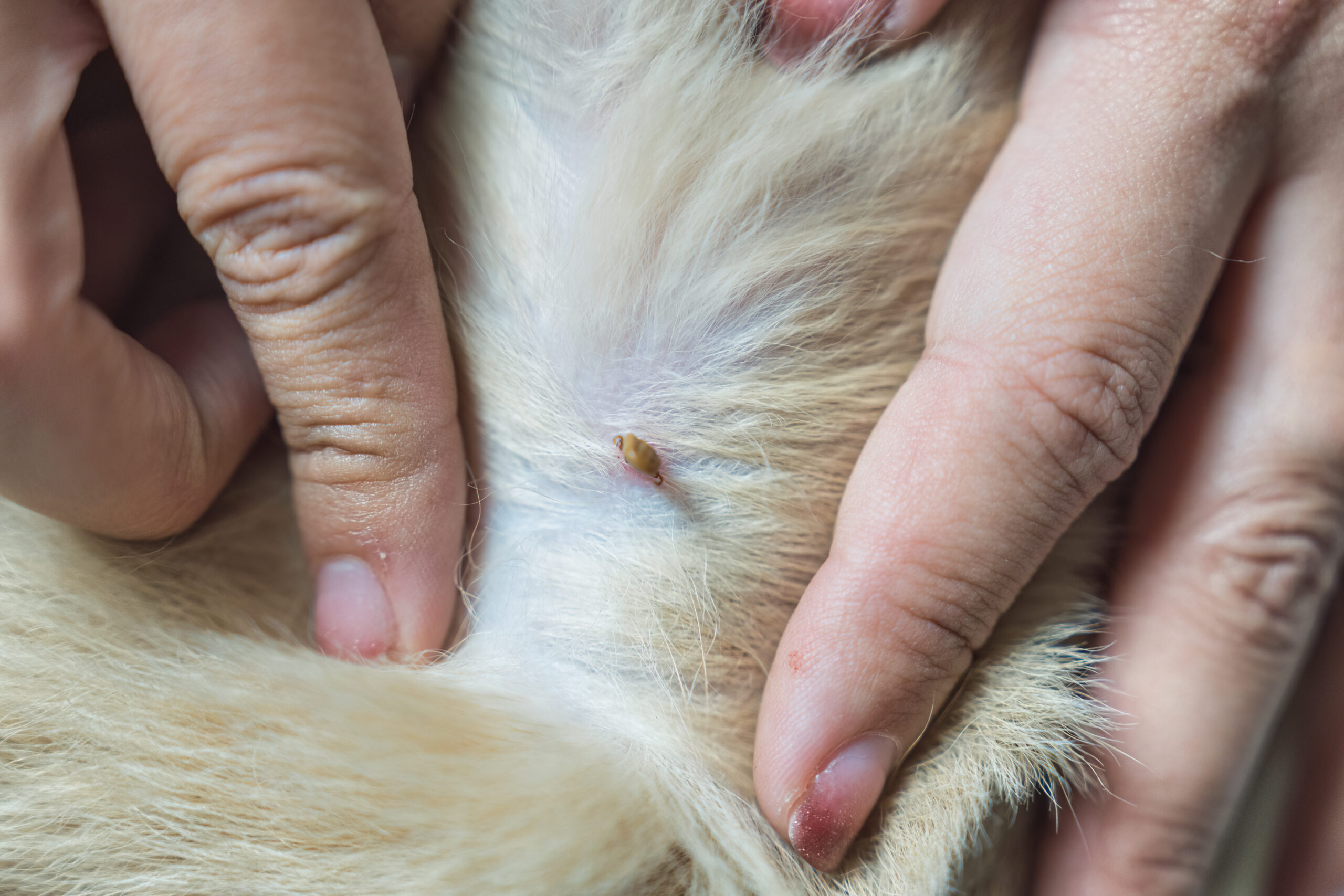Flea Control & Extermination in Hanover, MD