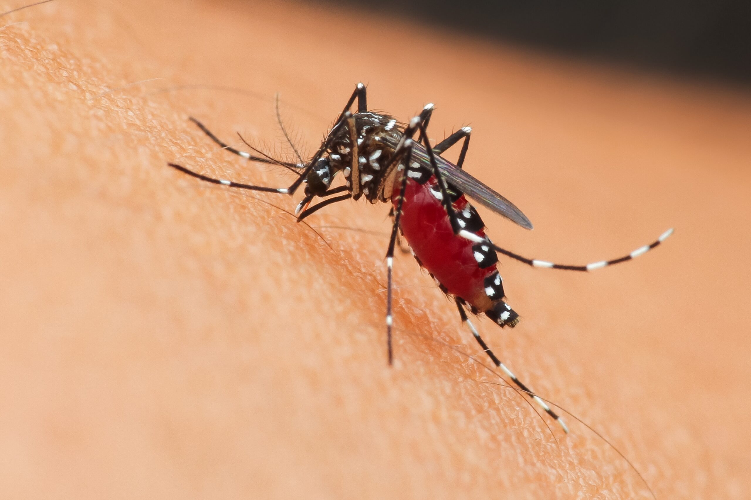 Mosquito Control in Glen Burnie, MD: Complete Guide