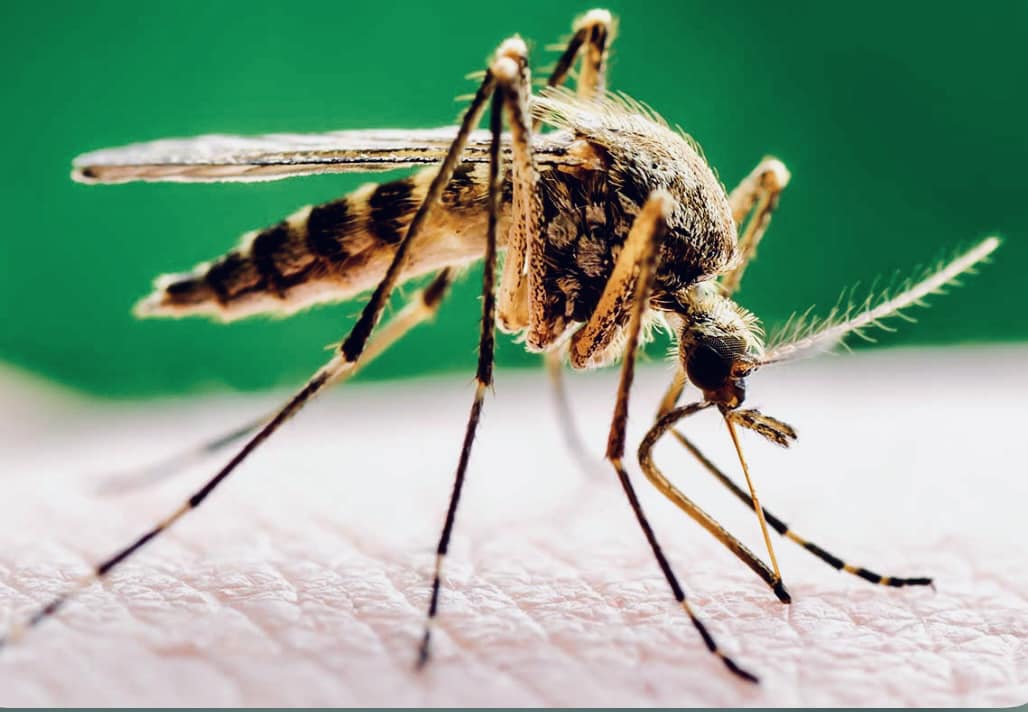 Mosquito Control Tips for Maryland Gardens