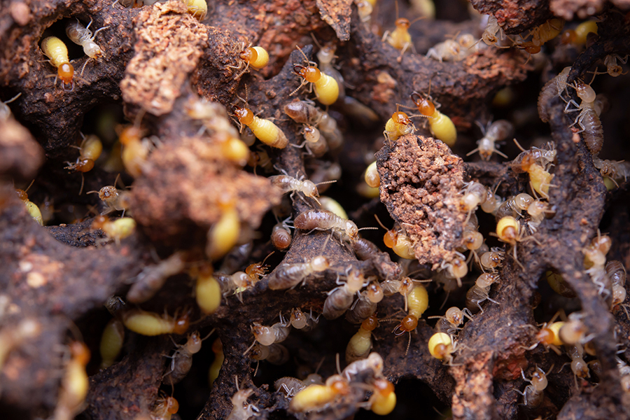 Pest Control in Hanover, MD: Effective Year-Round Service