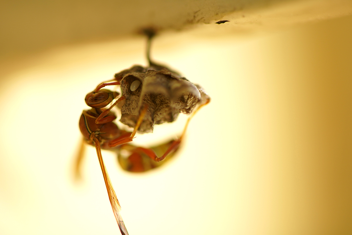 Wasp Prevention & Control in Hanover, MD: Home Defense