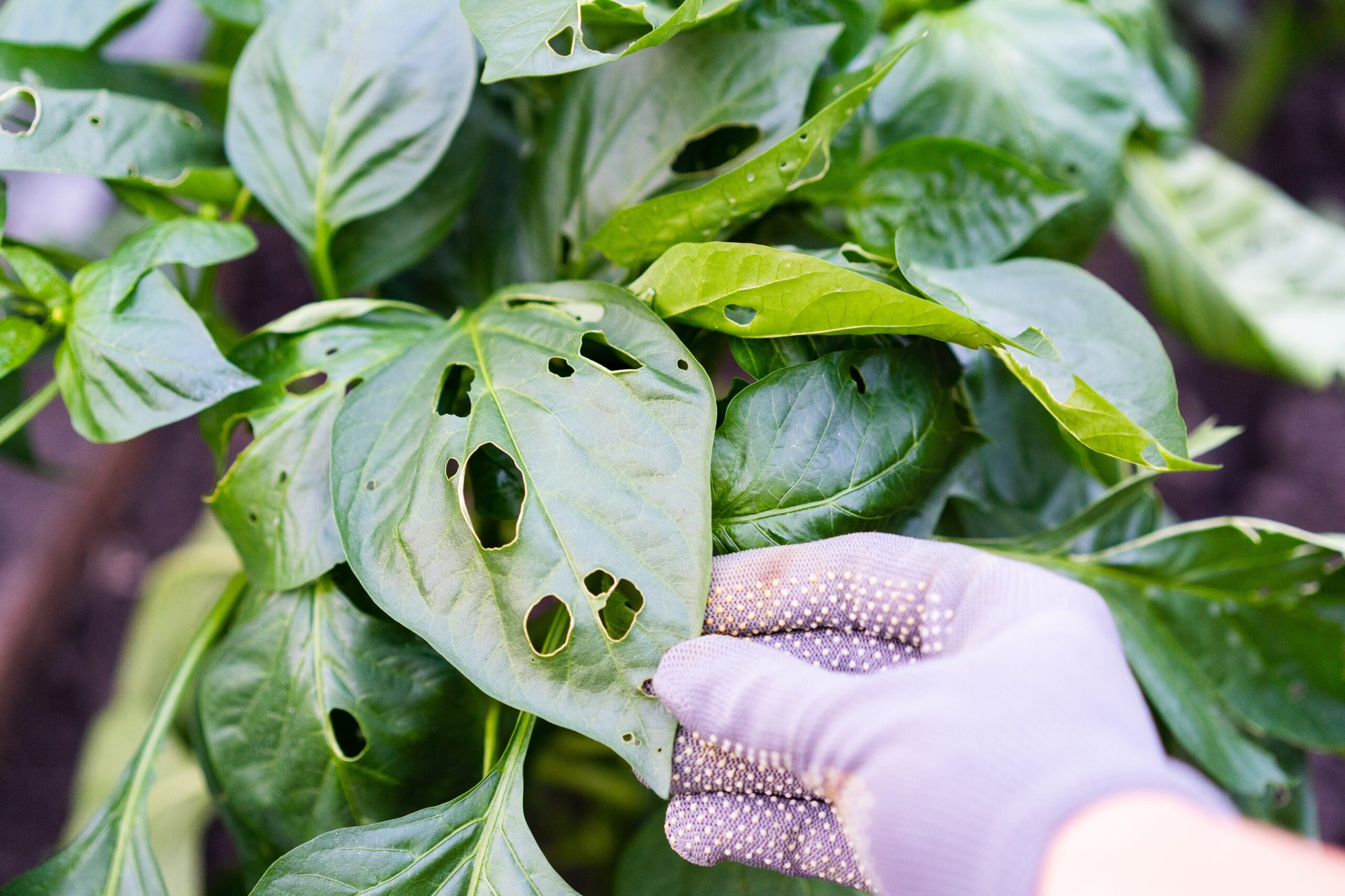 Premier Pest Control Services in Anne Arundel County, MD