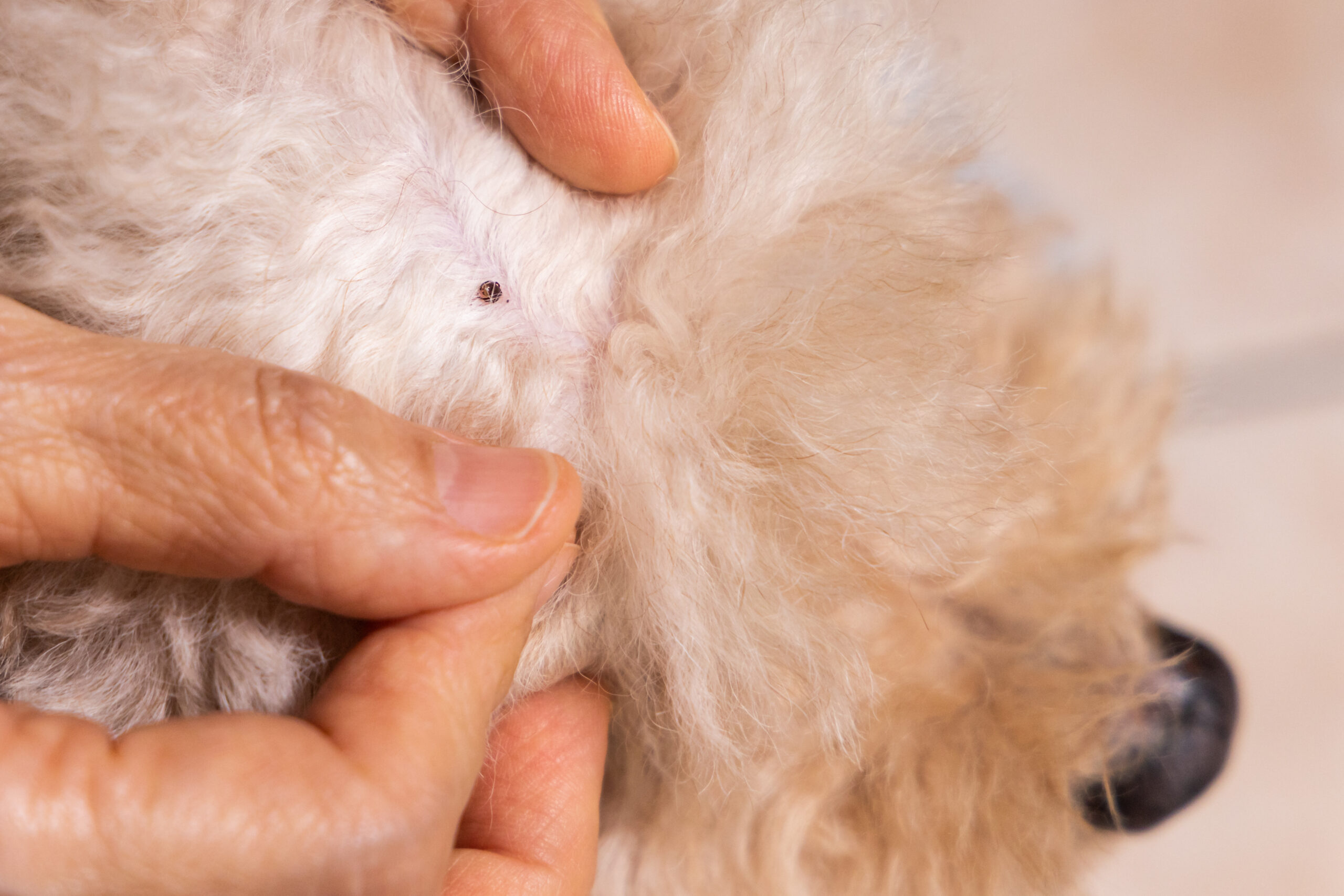 Flea Control & Extermination in Annapolis, MD: Solutions