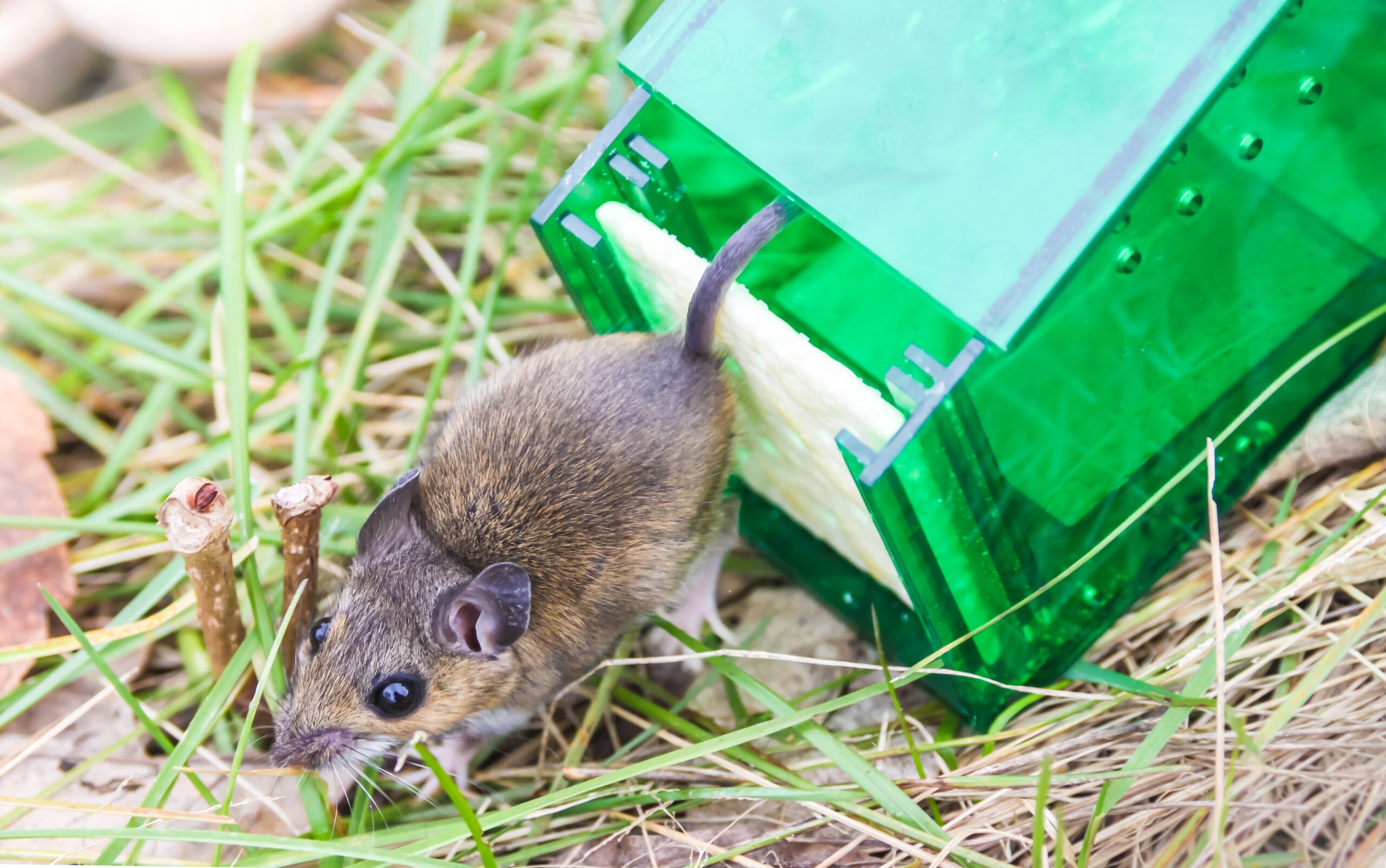 Fast Pest Control in Anne Arundel County, MD