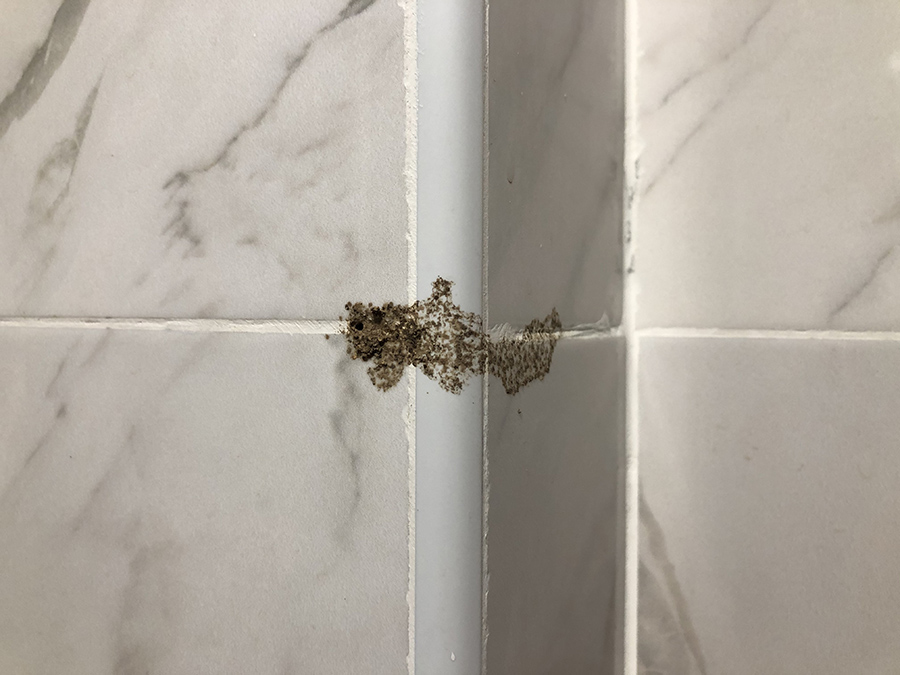 Free Pest Control Estimate in Hanover, MD