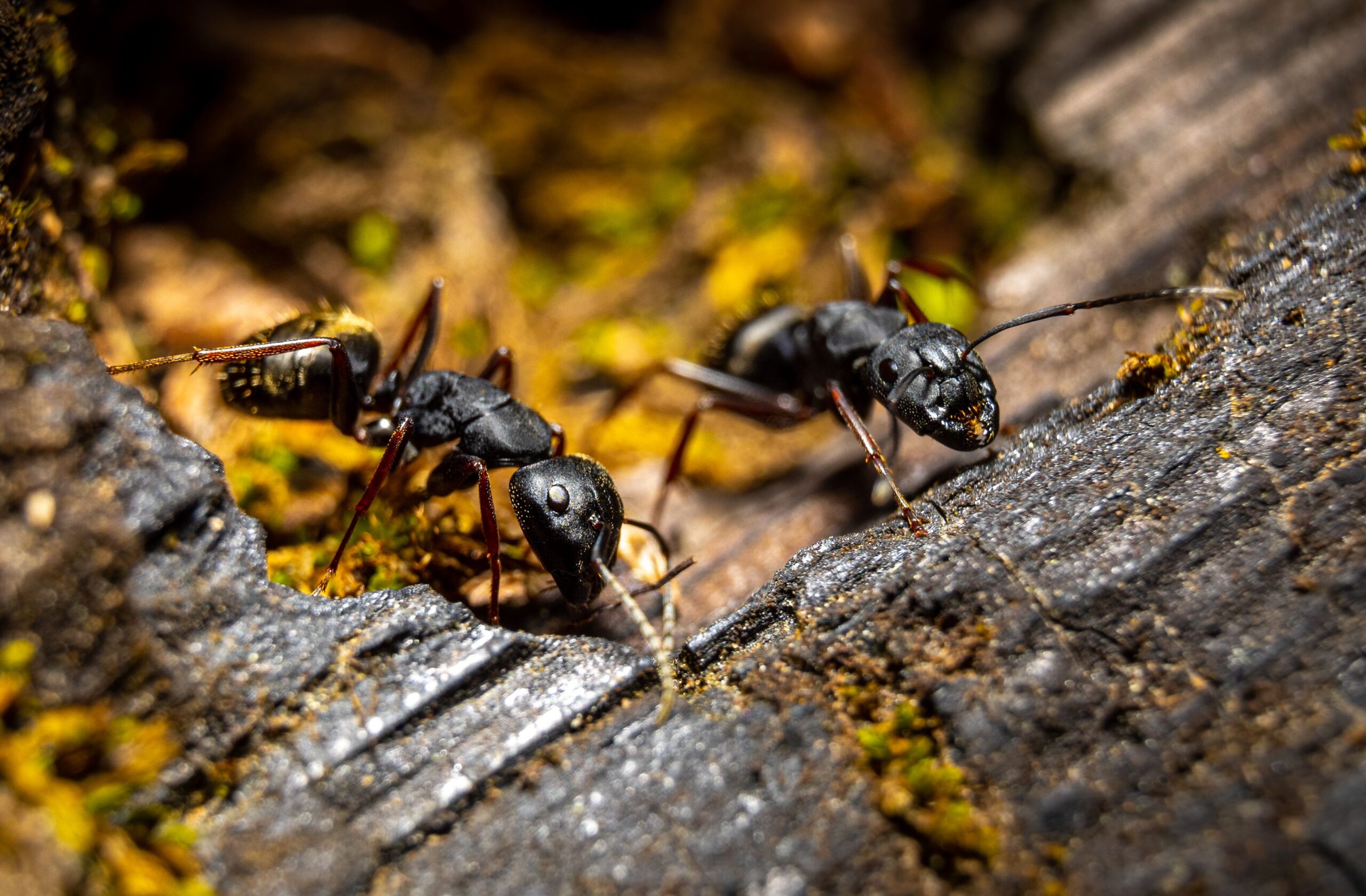 Home Ant Control & Inspections in Glen Burnie, MD