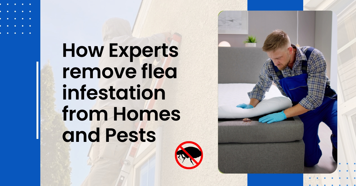 Flea Removal in Hanover, MD: Treating Homes & Pets