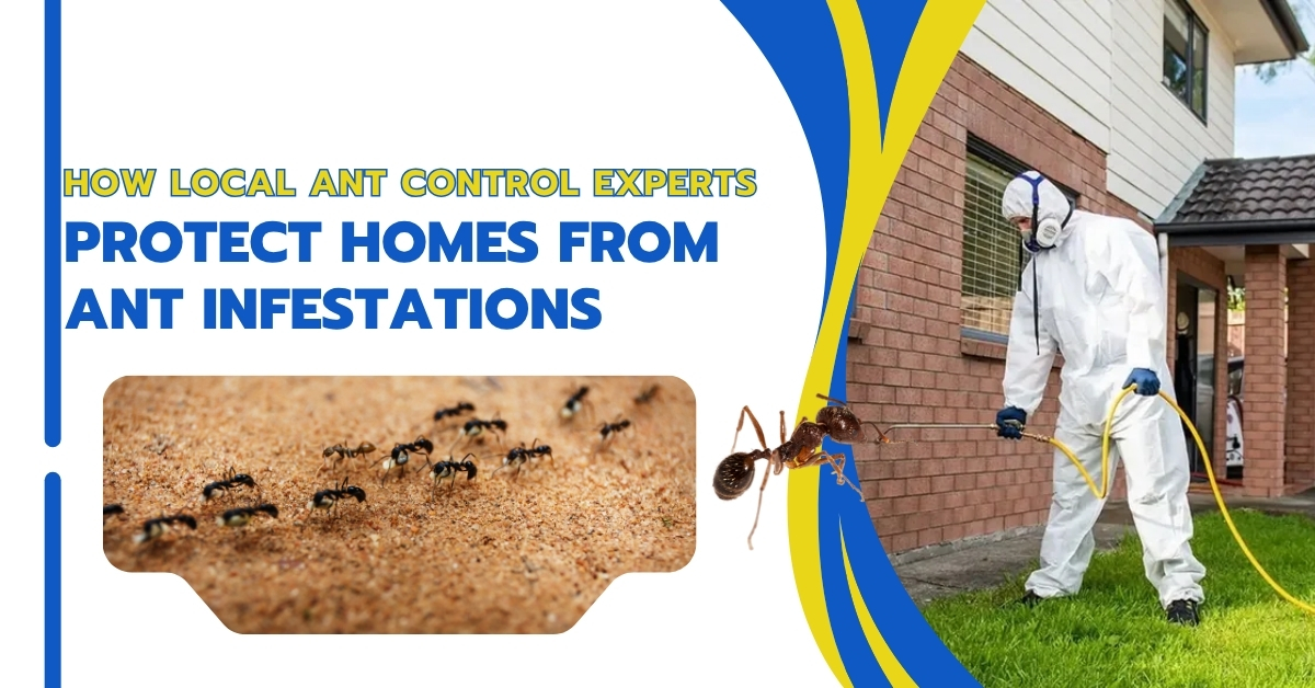 Ant Control in Anne Arundel County, MD: Home Protection