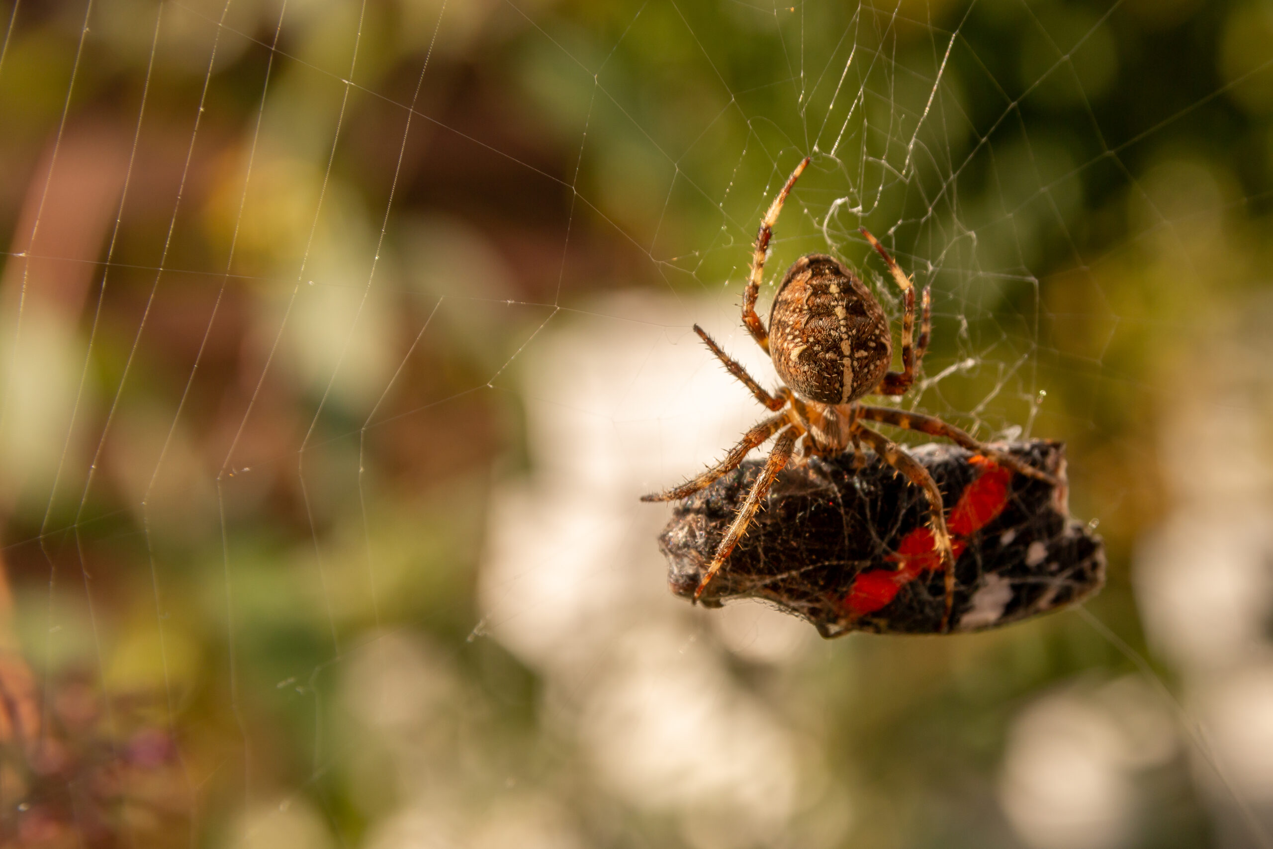 Keeping Spiders Out of Your Annapolis, MD Home in Winter