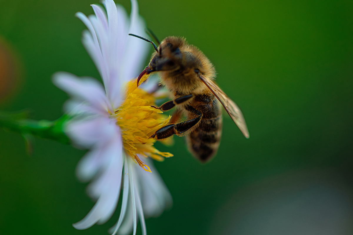 Pest Control in Annapolis, MD: Made Easy by Bug Squashers
