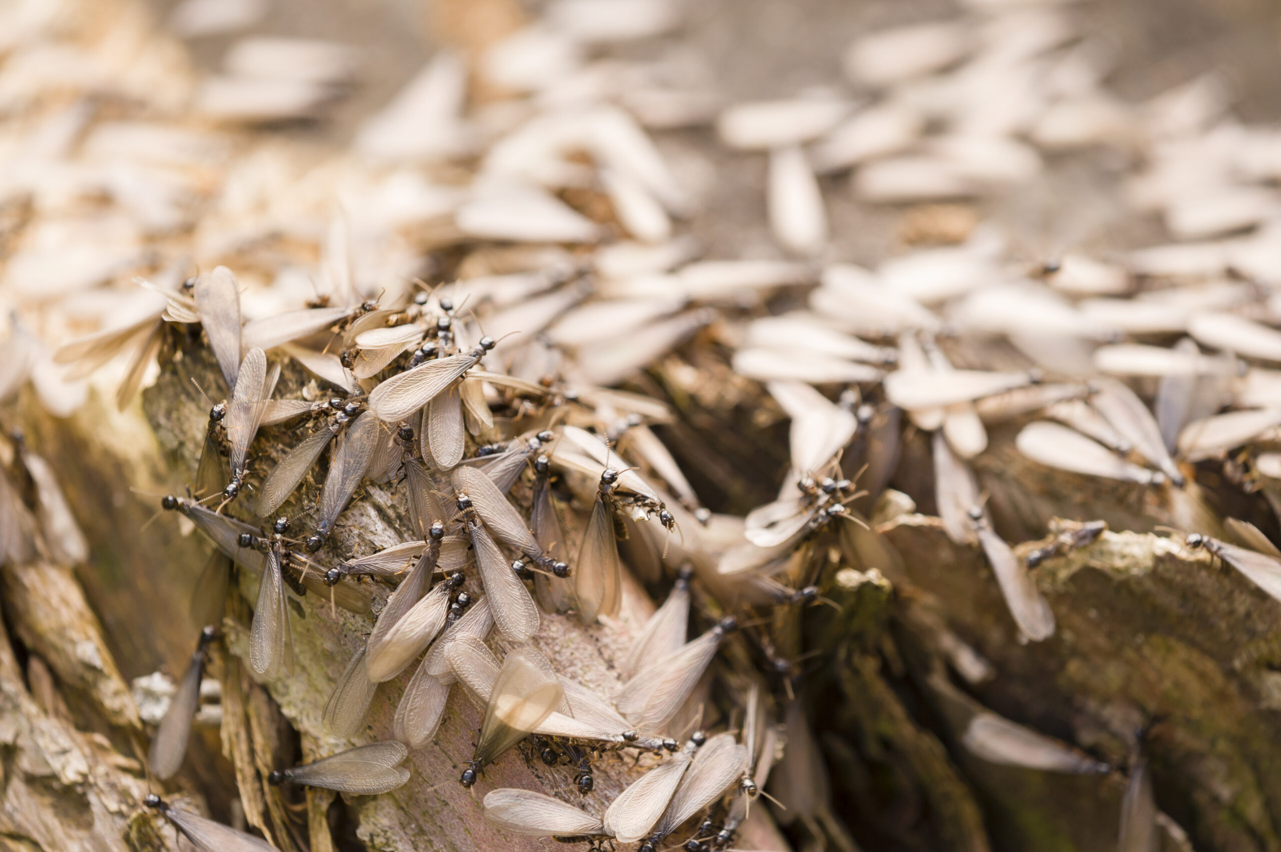 Termite Control in Glen Burnie, MD: Home Protection Guide