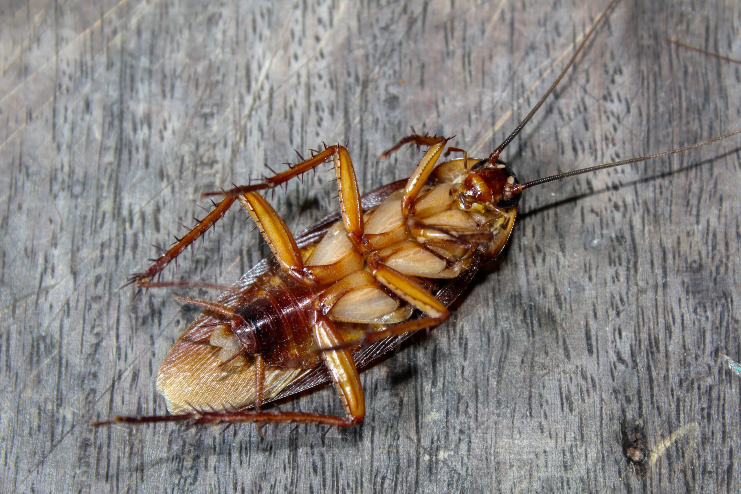 Roach Control in Annapolis, MD: Bug Squashers Has You