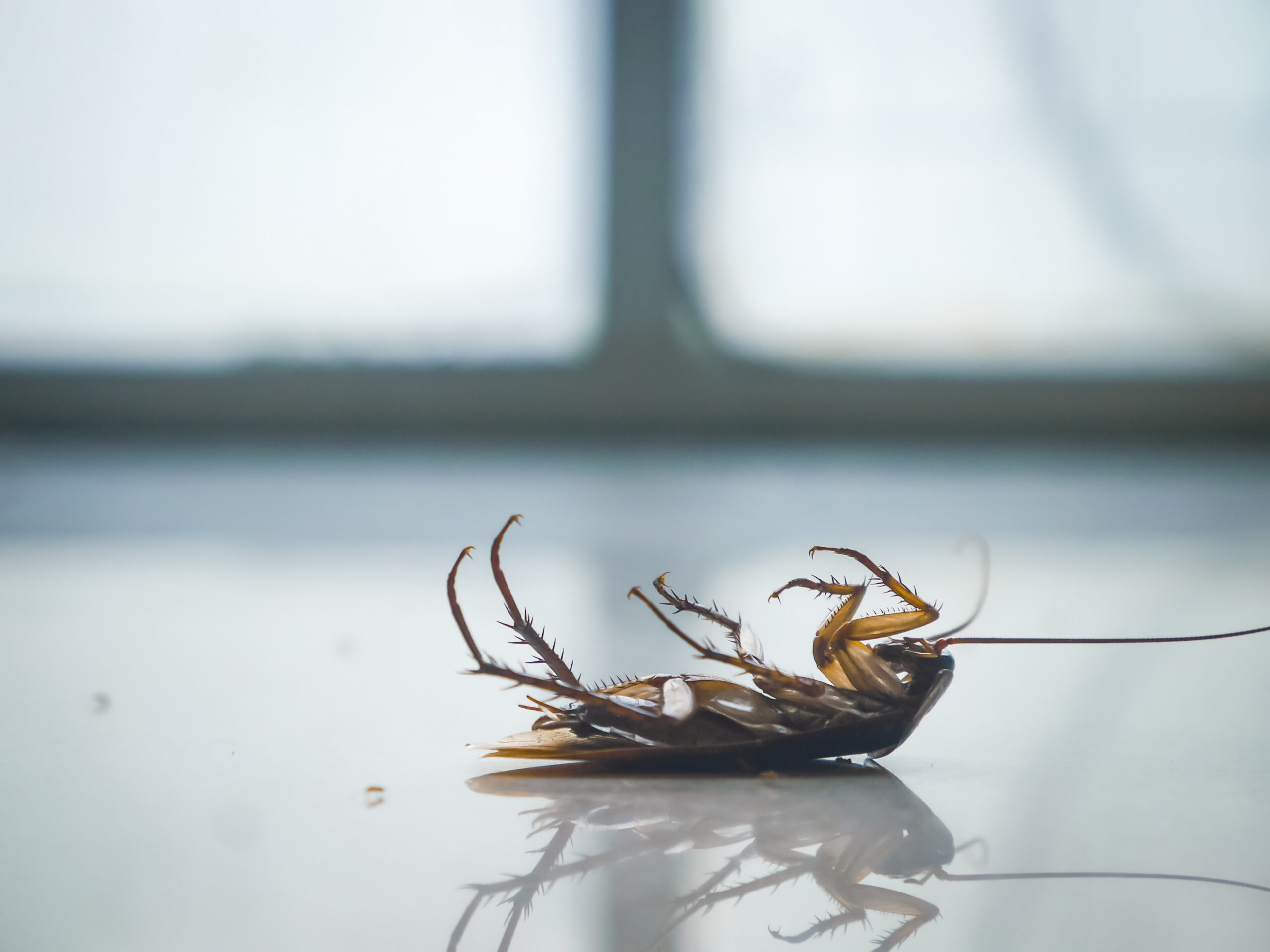 Roach Control in Hanover, MD: Effective Solutions