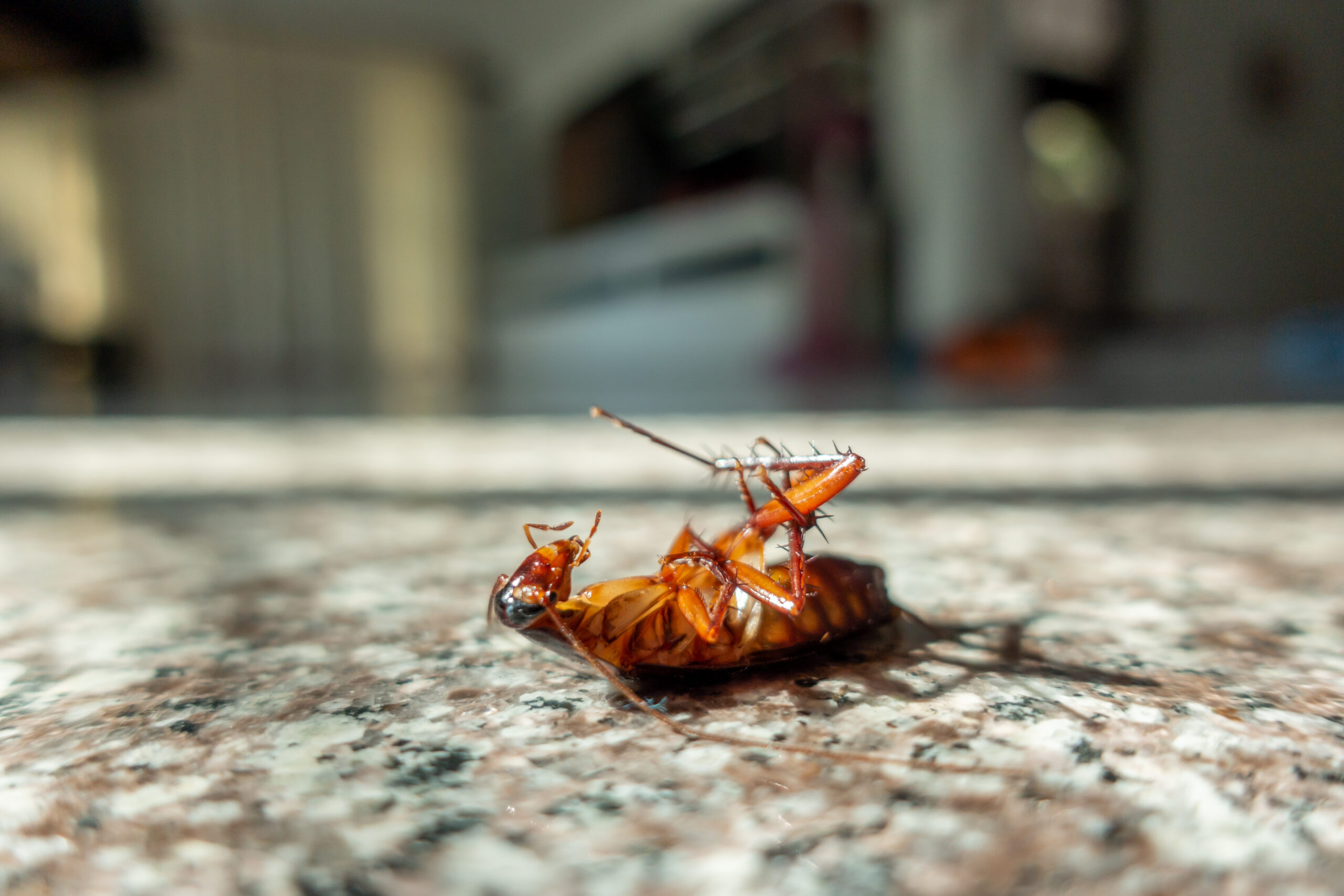 Roach Control in Glen Burnie, MD: Expert Solutions