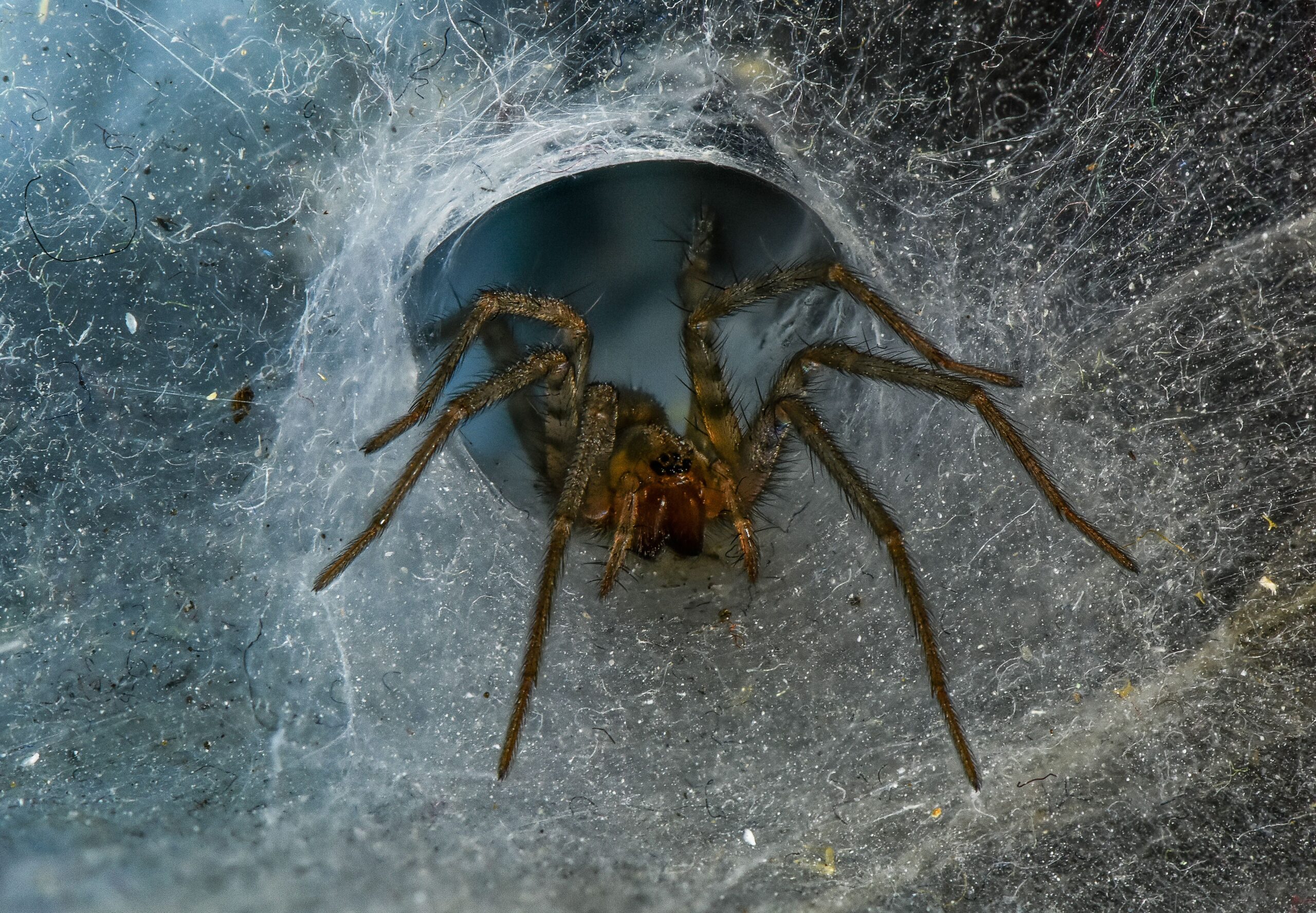 Halloween Spider Prevention in Hanover, MD: Safety Tips
