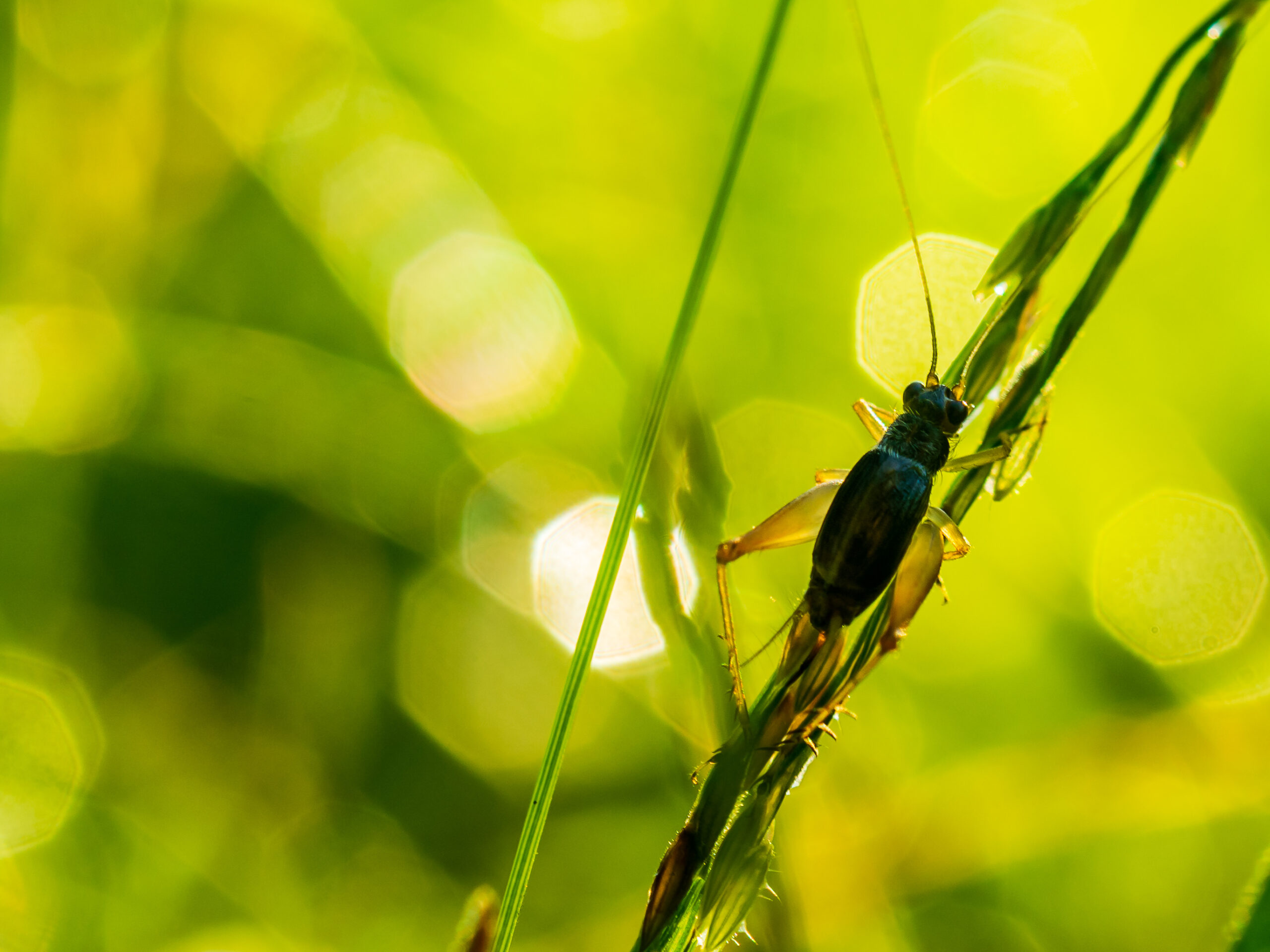 Spricket & Cricket Control in Annapolis, MD: Guide