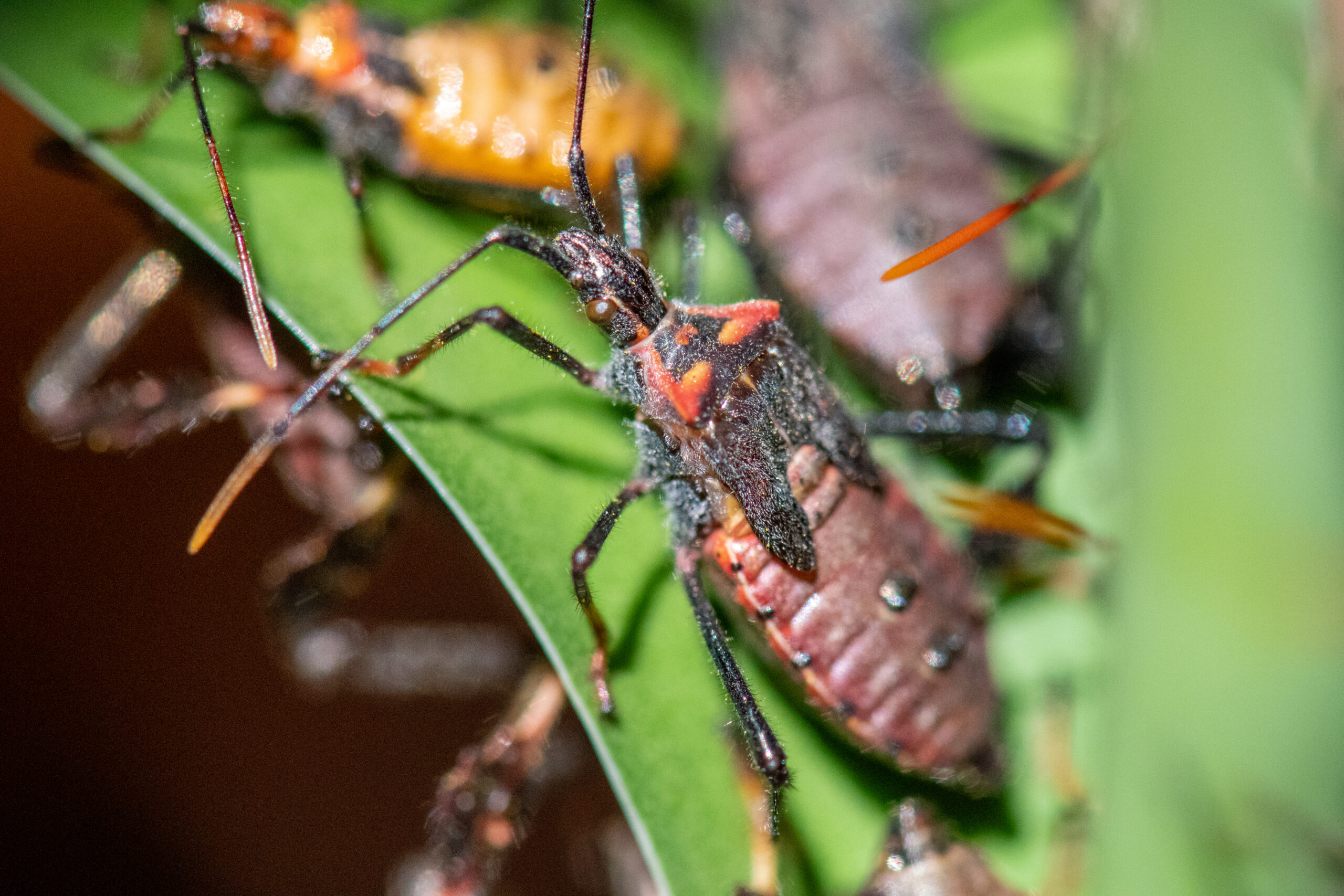 Stink Bug Control in Annapolis, MD: Home Protection