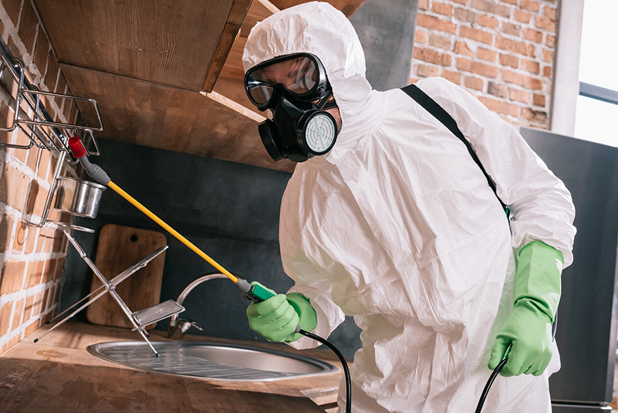 Termite Control in Ellicott City, MD: Property Protection
