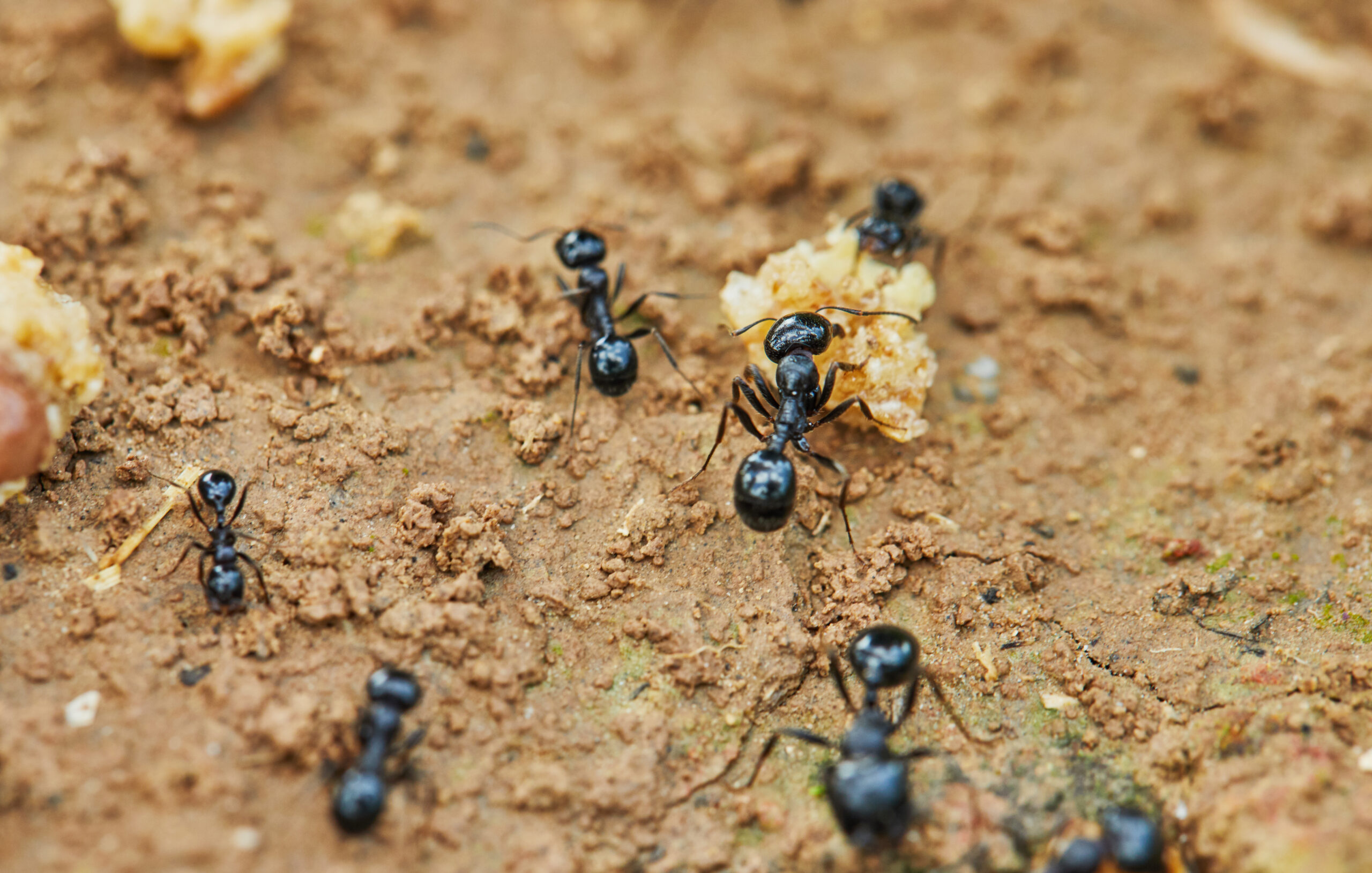 Professional Ant Control in Howard County, MD