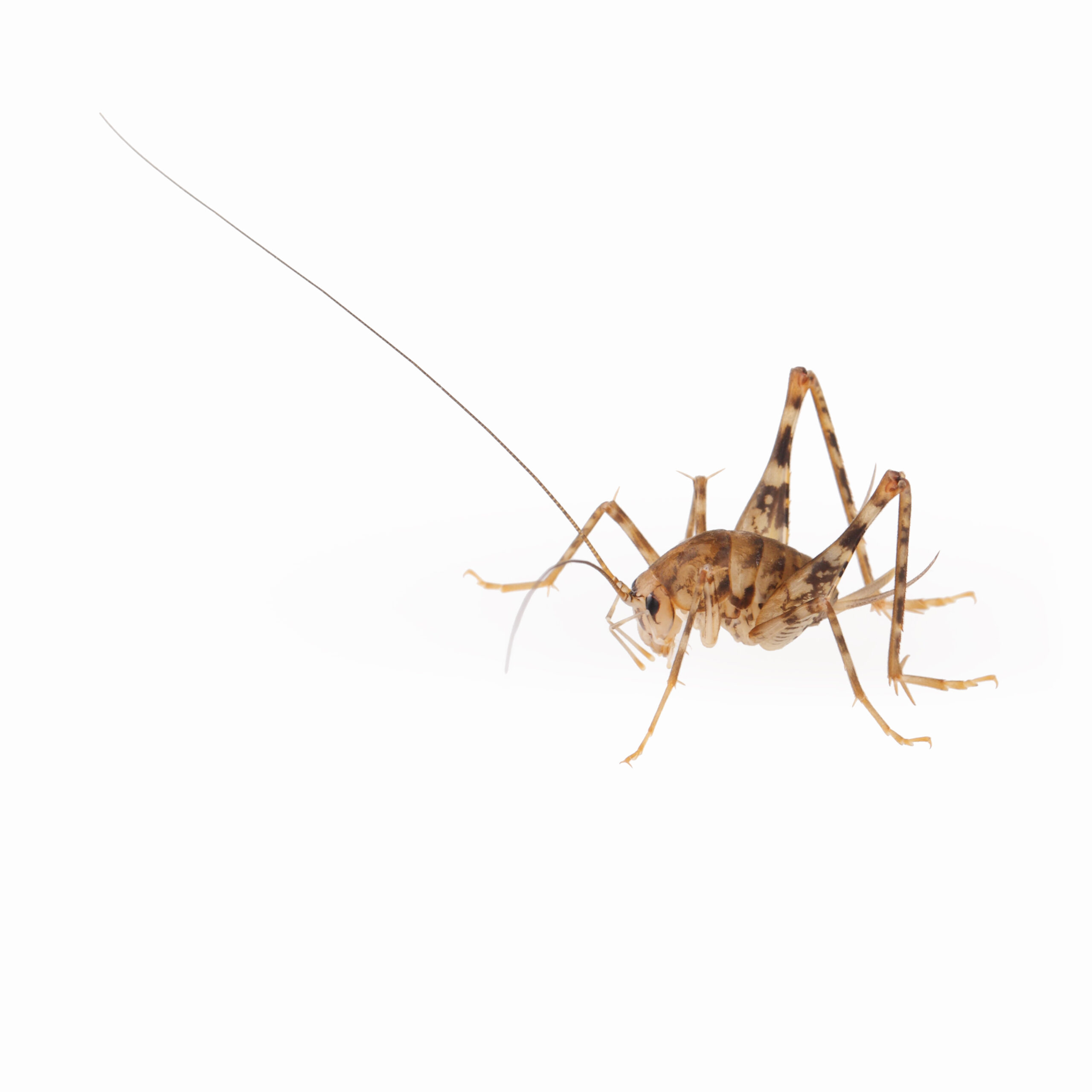 Ultimate Spricket & Cricket Control Guide for Maryland