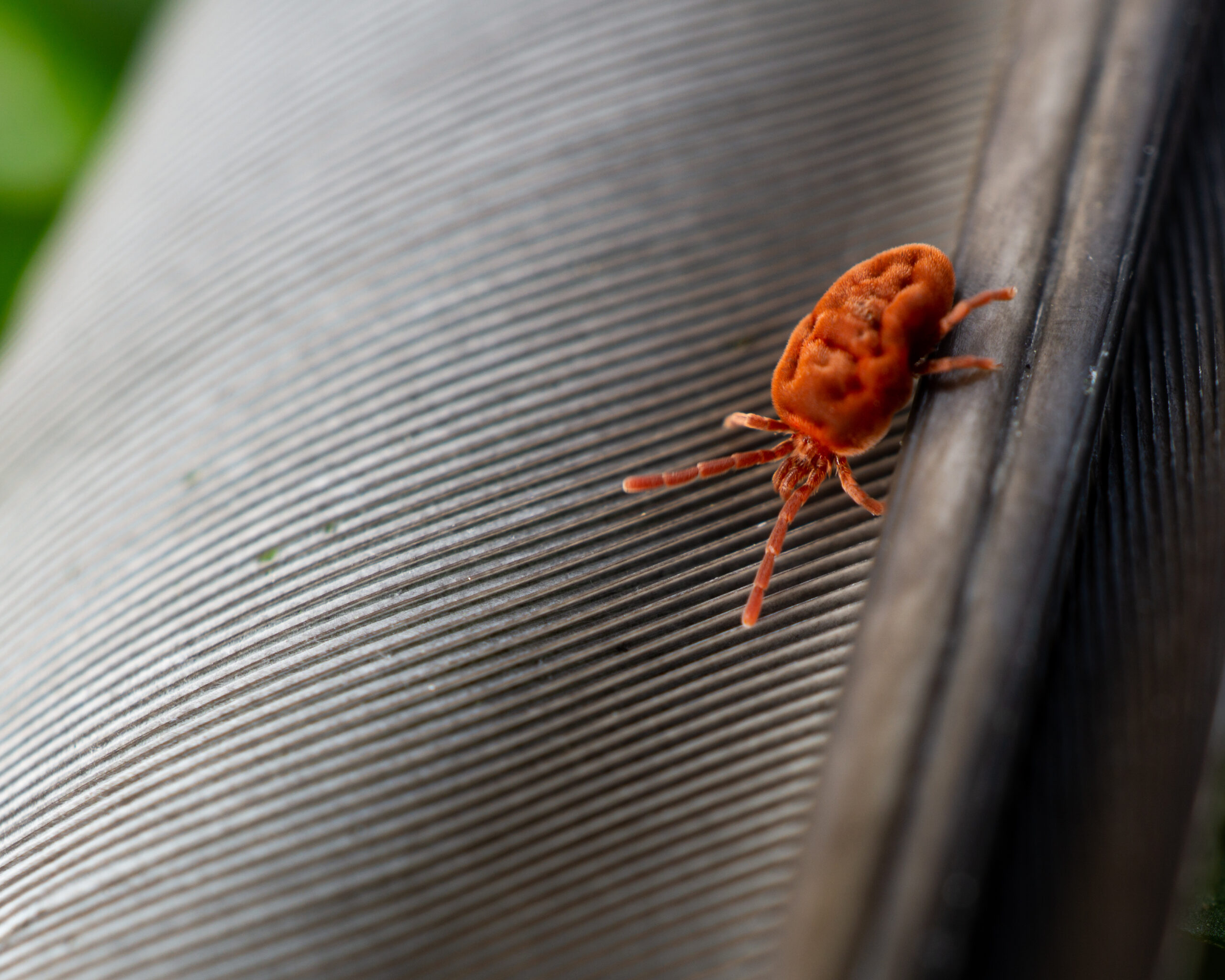 Tick Control in Annapolis, MD: Safe Yards & Pets