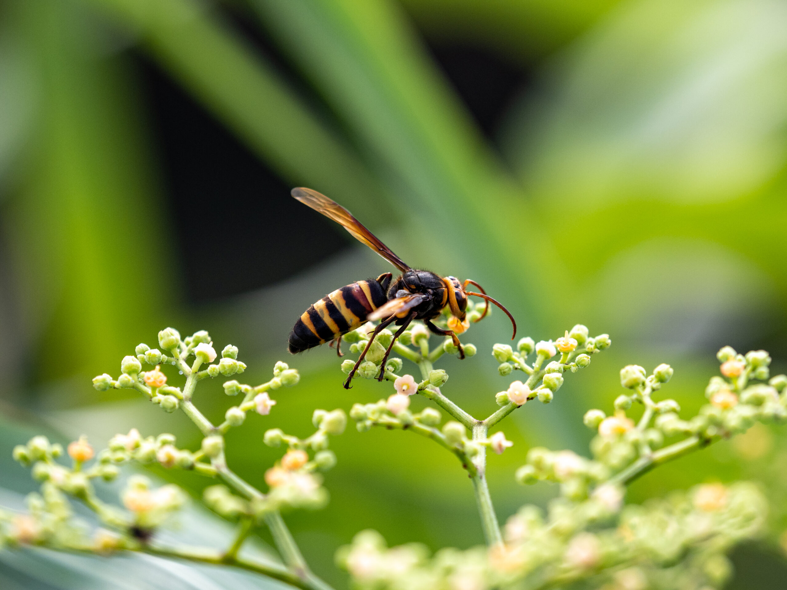 Wasp Control in Annapolis, MD: Effective Solutions