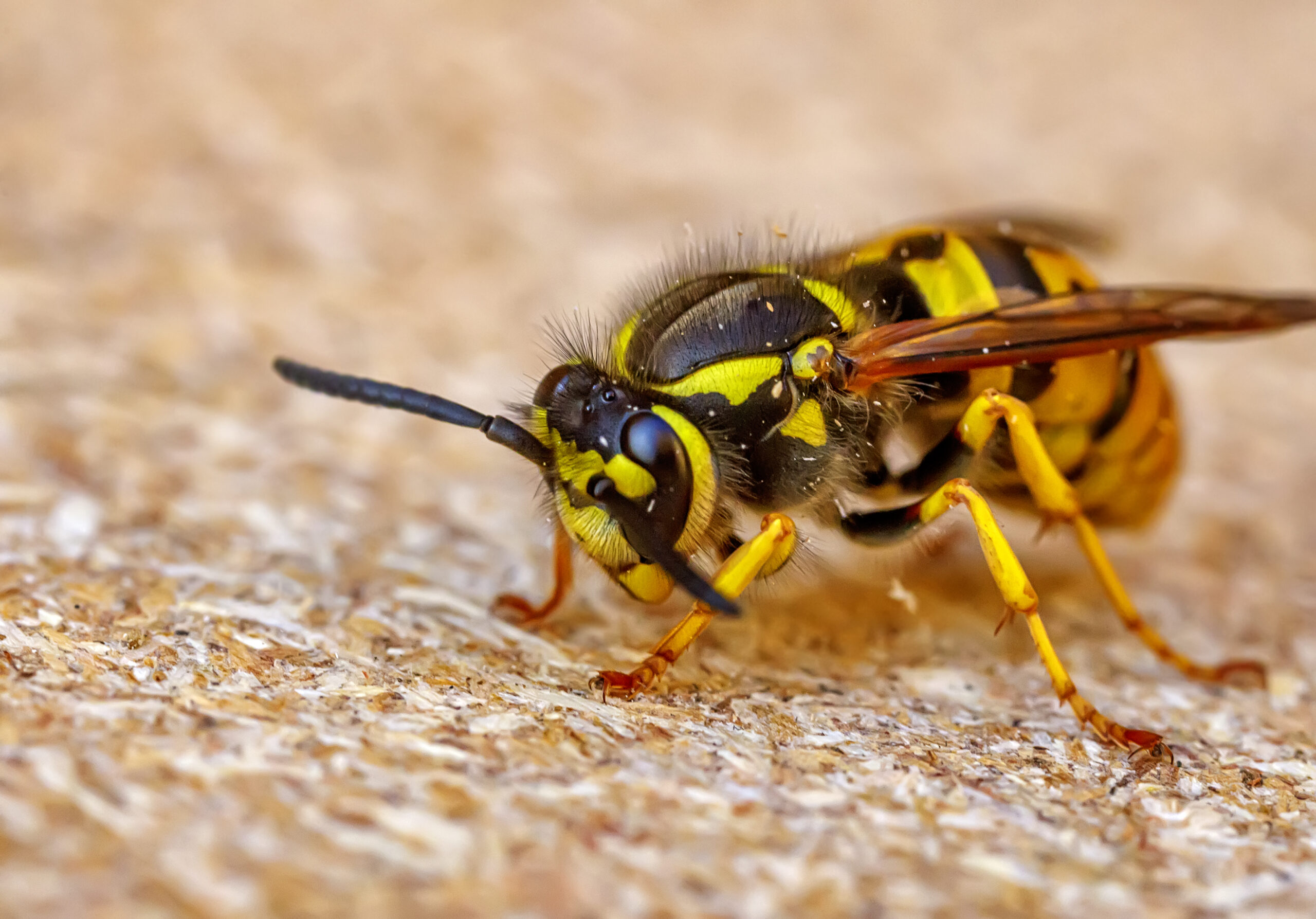 Wasp Control in Ellicott City, MD: Home & Business