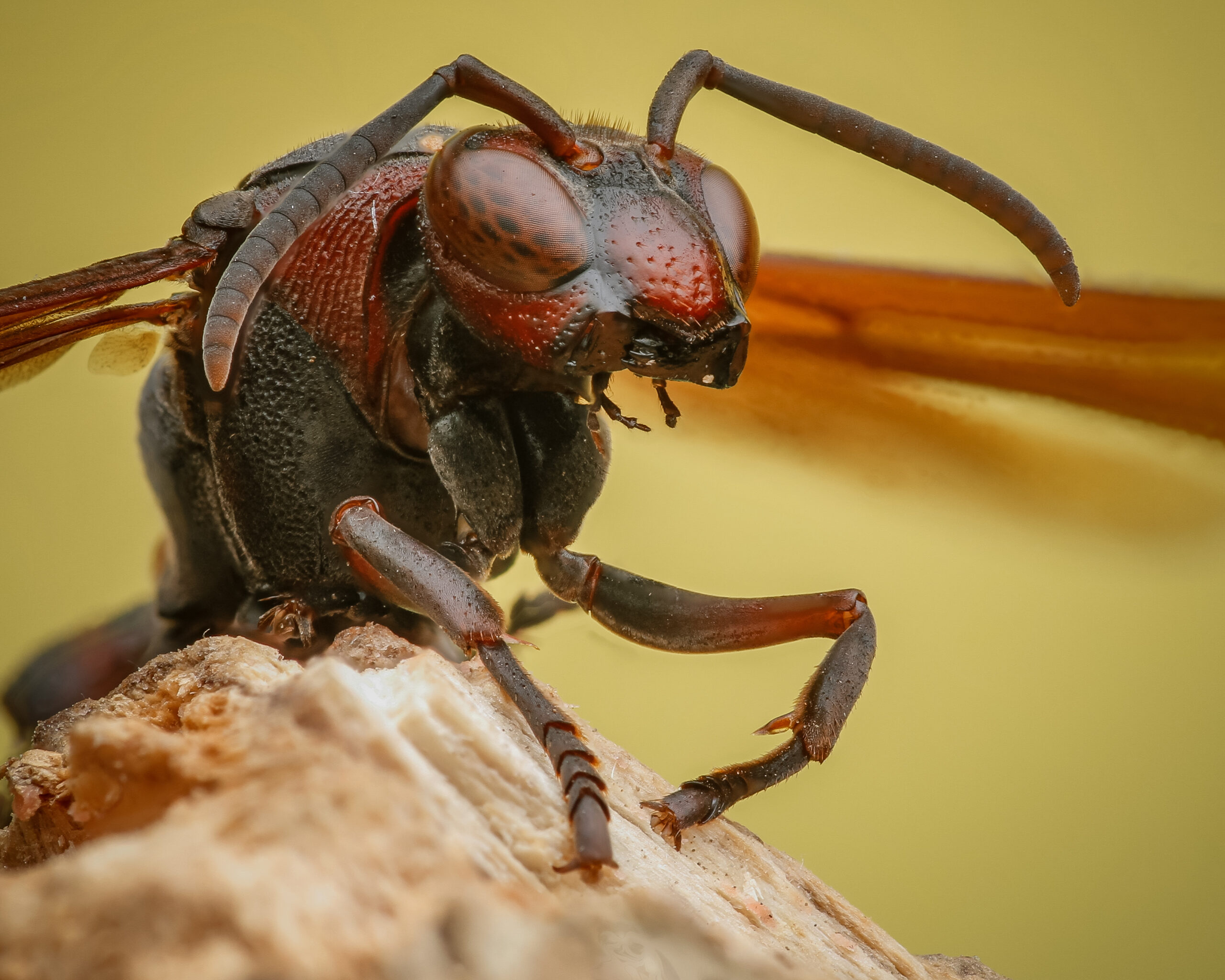 Wasp Control in Anne Arundel County, MD: Pest-Free Guide