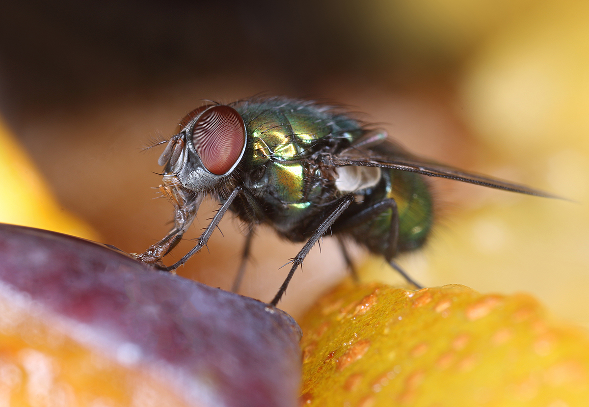 What to Expect at a Pest Inspection in Hanover, MD